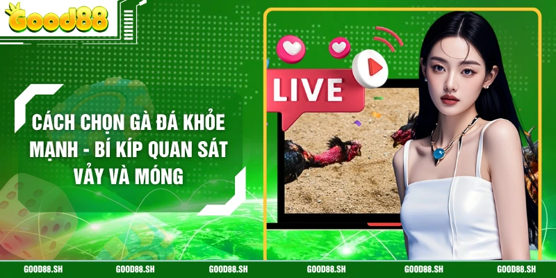 Cách Chọn Gà Đá Khỏe Mạnh - Bí Kíp Quan Sát Vảy Và Móng