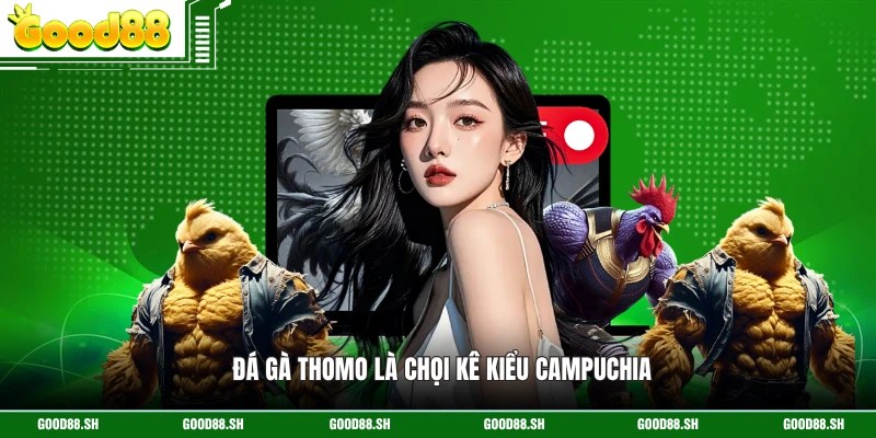 Đá gà Thomo là chọi kê kiểu Campuchia